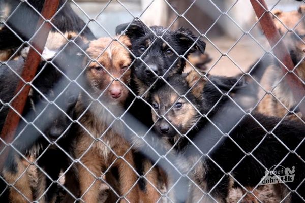 Gmina Ełk zachęca do adopcji psów, które zostały porzucone